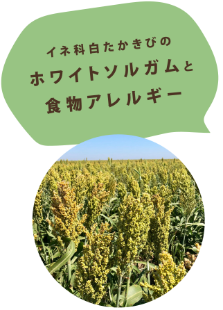 ホワイトソルガムと食物アレルギー