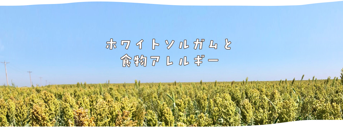 ホワイトソルガムと食物アレルギー