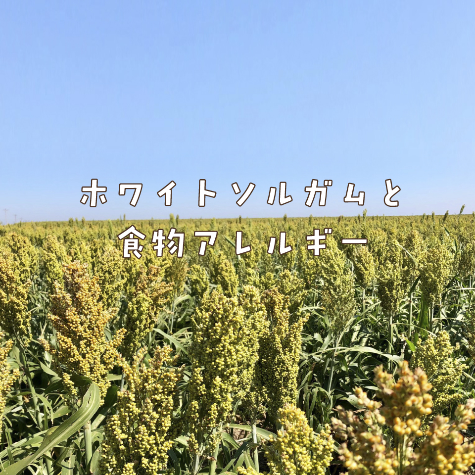 ホワイトソルガムと食物アレルギー